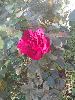 flowers